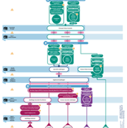 Audiology Career Pathway